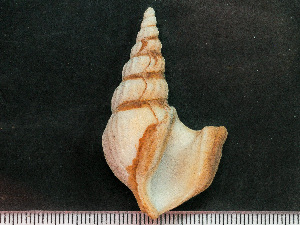  (Arrhoges - HMSC174-01468)  @11 [ ] by-nc-sa  Unspecified Huntsman Marine Science Centre