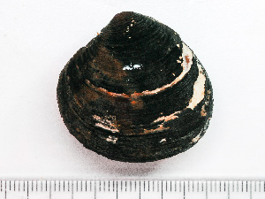  (Tridonta - HMSC174-01470)  @11 [ ] by-nc-sa  Unspecified Huntsman Marine Science Centre