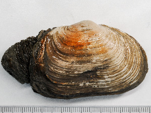  ( - HMSC174-01515)  @11 [ ] by-nc-sa  Unspecified Huntsman Marine Science Centre