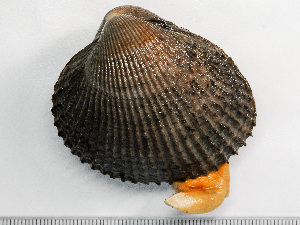  ( - HMSC174-01563)  @11 [ ] by-nc-sa  Unspecified Huntsman Marine Science Centre