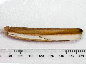  (Ensis terranovensis - HMSC174-01647)  @11 [ ] by-nc-sa  Unspecified Huntsman Marine Science Centre