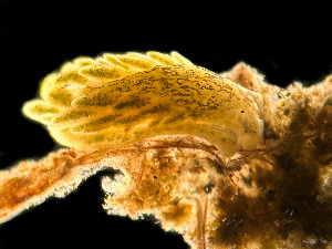  ( - HMSC174-01672)  @11 [ ] by-nc-sa  Unspecified Huntsman Marine Science Centre