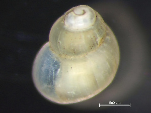  (Boreocingula - HMSC174_01693)  @11 [ ] by-nc-sa  Unspecified Huntsman Marine Science Centre