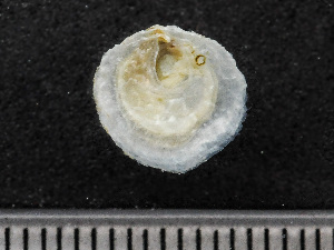  ( - HMSC174_01762)  @11 [ ] by-nc-sa  Unspecified Huntsman Marine Science Centre