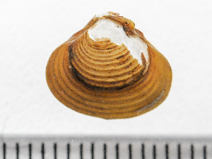  ( - HMSC174_01816)  @11 [ ] by-nc-sa  Unspecified Huntsman Marine Science Centre