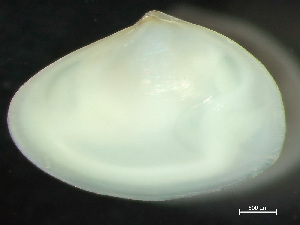  ( - HMSC174_02165)  @11 [ ] by-nc-sa  Unspecified Huntsman Marine Science Centre