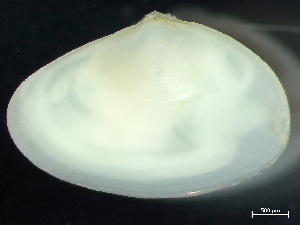  ( - HMSC174_02166)  @11 [ ] by-nc-sa  Unspecified Huntsman Marine Science Centre