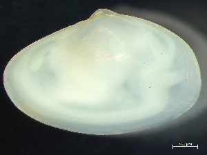  ( - HMSC174_02167)  @11 [ ] by-nc-sa  Unspecified Huntsman Marine Science Centre