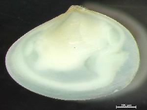  ( - HMSC174_02168)  @11 [ ] by-nc-sa  Unspecified Huntsman Marine Science Centre