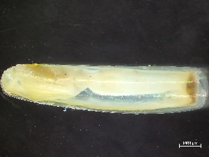  ( - HMSC174_02171)  @11 [ ] by-nc-sa  Unspecified Huntsman Marine Science Centre