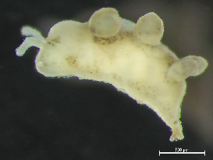  ( - HMSC174_02207)  @11 [ ] by-nc-sa  Unspecified Huntsman Marine Science Centre