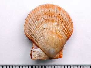  ( - HMSC174-02551)  @11 [ ] by-nc-sa  Unspecified Huntsman Marine Science Centre