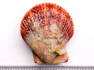  ( - HMSC174-02553)  @11 [ ] by-nc-sa  Unspecified Huntsman Marine Science Centre