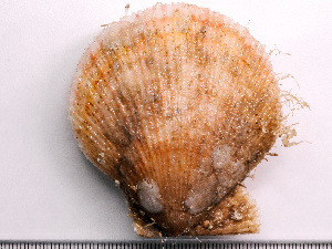  ( - HMSC174-02564)  @11 [ ] by-nc-sa  Unspecified Huntsman Marine Science Centre