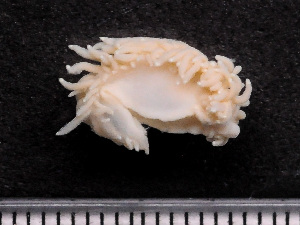  ( - HMSC174-02567)  @11 [ ] by-nc-sa  Unspecified Huntsman Marine Science Centre