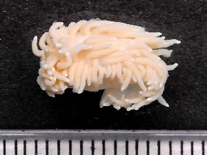  ( - HMSC174-02567)  @11 [ ] by-nc-sa  Unspecified Huntsman Marine Science Centre