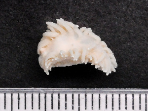  ( - HMSC174-02568)  @11 [ ] by-nc-sa  Unspecified Huntsman Marine Science Centre