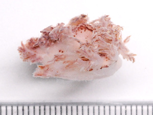  ( - HMSC174-02641)  @11 [ ] by-nc-sa  Unspecified Huntsman Marine Science Centre