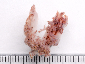  ( - HMSC174-02641)  @11 [ ] by-nc-sa  Unspecified Huntsman Marine Science Centre