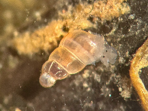  ( - HMSC174_02963)  @11 [ ] by-nc-sa  Unspecified Huntsman Marine Science Centre