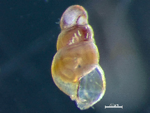  ( - HMSC174_02963)  @11 [ ] by-nc-sa  Unspecified Huntsman Marine Science Centre