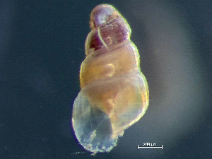  ( - HMSC174_02963)  @11 [ ] by-nc-sa  Unspecified Huntsman Marine Science Centre