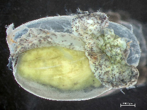  ( - HMSC174_02977)  @11 [ ] by-nc-sa  Unspecified Huntsman Marine Science Centre