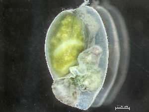  ( - HMSC174_02978)  @11 [ ] by-nc-sa  Unspecified Huntsman Marine Science Centre