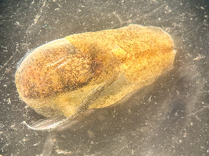  ( - HMSC174_02979)  @11 [ ] by-nc-sa  Unspecified Huntsman Marine Science Centre