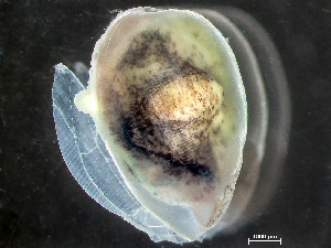  ( - HMSC174_02979)  @11 [ ] by-nc-sa  Unspecified Huntsman Marine Science Centre