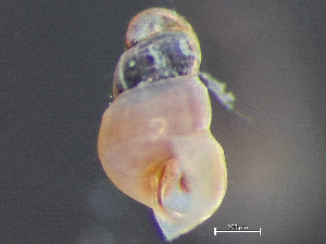  ( - HMSC174_03012)  @11 [ ] by-nc-sa  Unspecified Huntsman Marine Science Centre