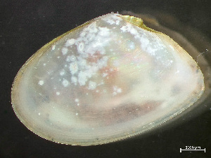  ( - HMSC174_03031)  @11 [ ] by-nc-sa  Unspecified Huntsman Marine Science Centre