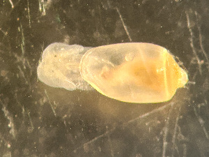 ( - HMSC174_03034)  @11 [ ] by-nc-sa  Unspecified Huntsman Marine Science Centre