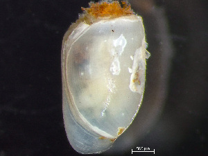  ( - HMSC174_03034)  @11 [ ] by-nc-sa  Unspecified Huntsman Marine Science Centre