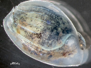  ( - HMSC174_03038)  @11 [ ] by-nc-sa  Unspecified Huntsman Marine Science Centre