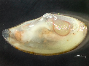  ( - HMSC174_03051)  @11 [ ] by-nc-sa  Unspecified Huntsman Marine Science Centre