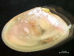  ( - HMSC174_03054)  @11 [ ] by-nc-sa  Unspecified Huntsman Marine Science Centre
