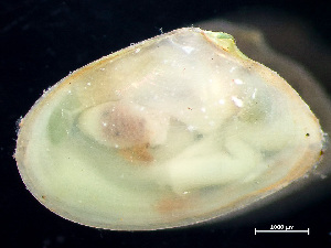  ( - HMSC174_03065)  @11 [ ] by-nc-sa  Unspecified Huntsman Marine Science Centre