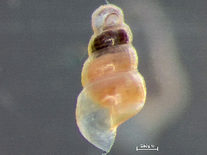  (Turbonilla powhatani - HMSC174_03073)  @11 [ ] by-nc-sa  Unspecified Huntsman Marine Science Centre