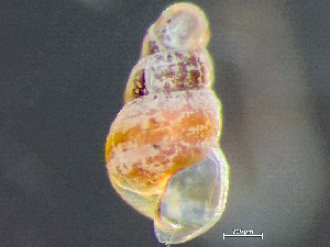  ( - HMSC174_03078)  @11 [ ] by-nc-sa  Unspecified Huntsman Marine Science Centre