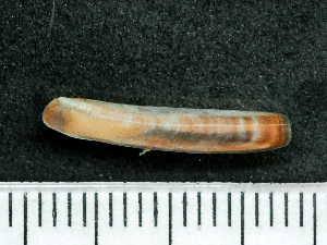  ( - HMSC174_03091)  @11 [ ] by-nc-sa  Unspecified Huntsman Marine Science Centre