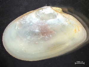  ( - HMSC174_03092)  @11 [ ] by-nc-sa  Unspecified Huntsman Marine Science Centre
