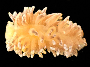  ( - HMSC174_03170)  @11 [ ] by-nc-sa  Unspecified Huntsman Marine Science Centre