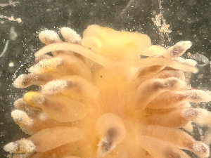  ( - HMSC174_03170)  @11 [ ] by-nc-sa  Unspecified Huntsman Marine Science Centre