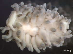  ( - HMSC174_03170)  @11 [ ] by-nc-sa  Unspecified Huntsman Marine Science Centre