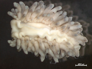  ( - HMSC174_03170)  @11 [ ] by-nc-sa  Unspecified Huntsman Marine Science Centre