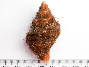 ( - HMSC174_03171)  @11 [ ] by-nc-sa  Unspecified Huntsman Marine Science Centre