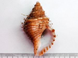  ( - HMSC174_03171)  @11 [ ] by-nc-sa  Unspecified Huntsman Marine Science Centre