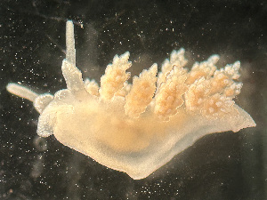  (Doto formosa - HMSC174_03176)  @11 [ ] by-nc-sa  Unspecified Huntsman Marine Science Centre