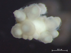  ( - HMSC174_03188)  @11 [ ] by-nc-sa  Unspecified Huntsman Marine Science Centre